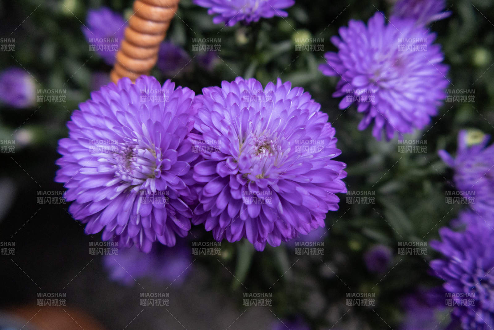 紫色花朵的美麗瞬間