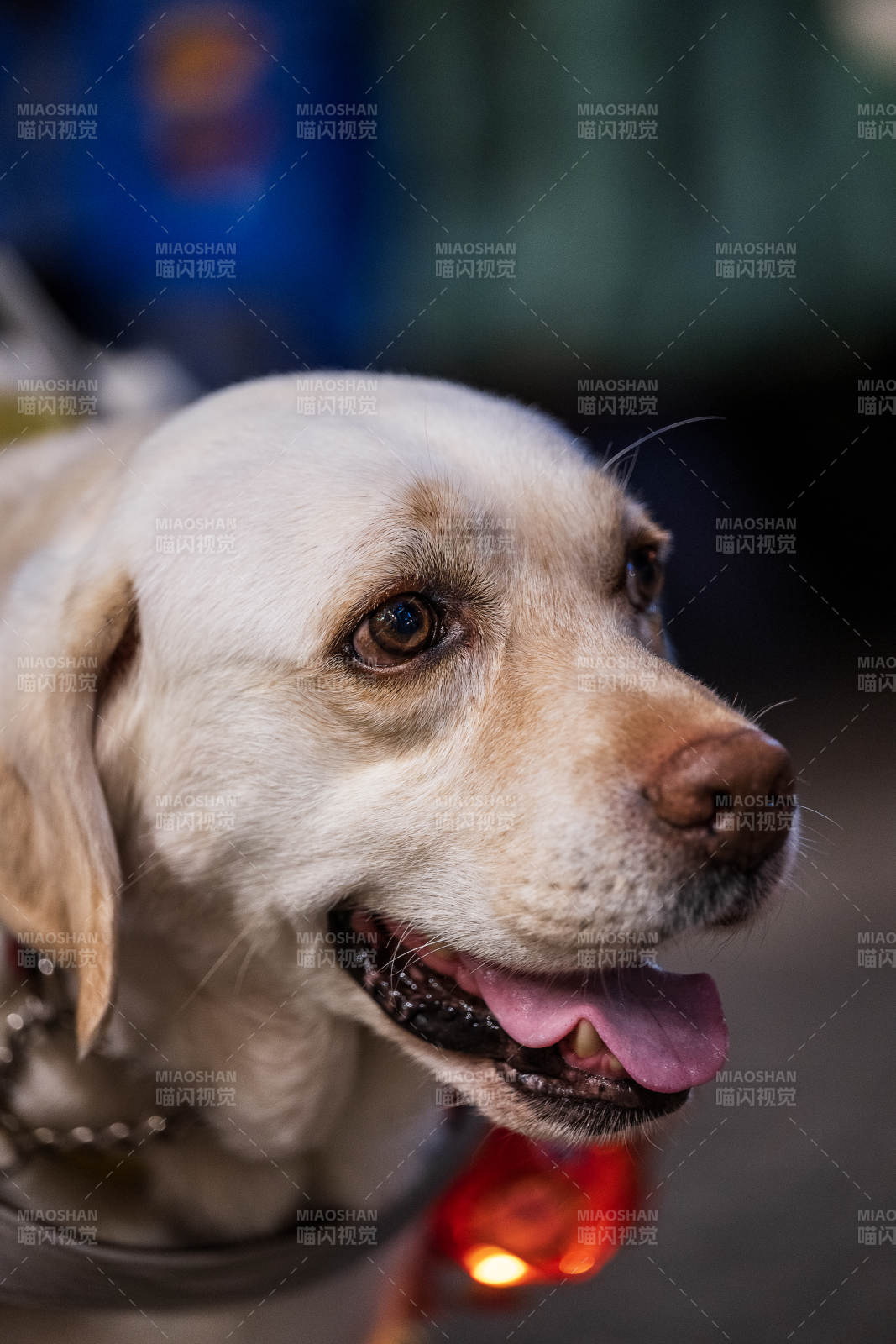微笑的金毛犬特寫