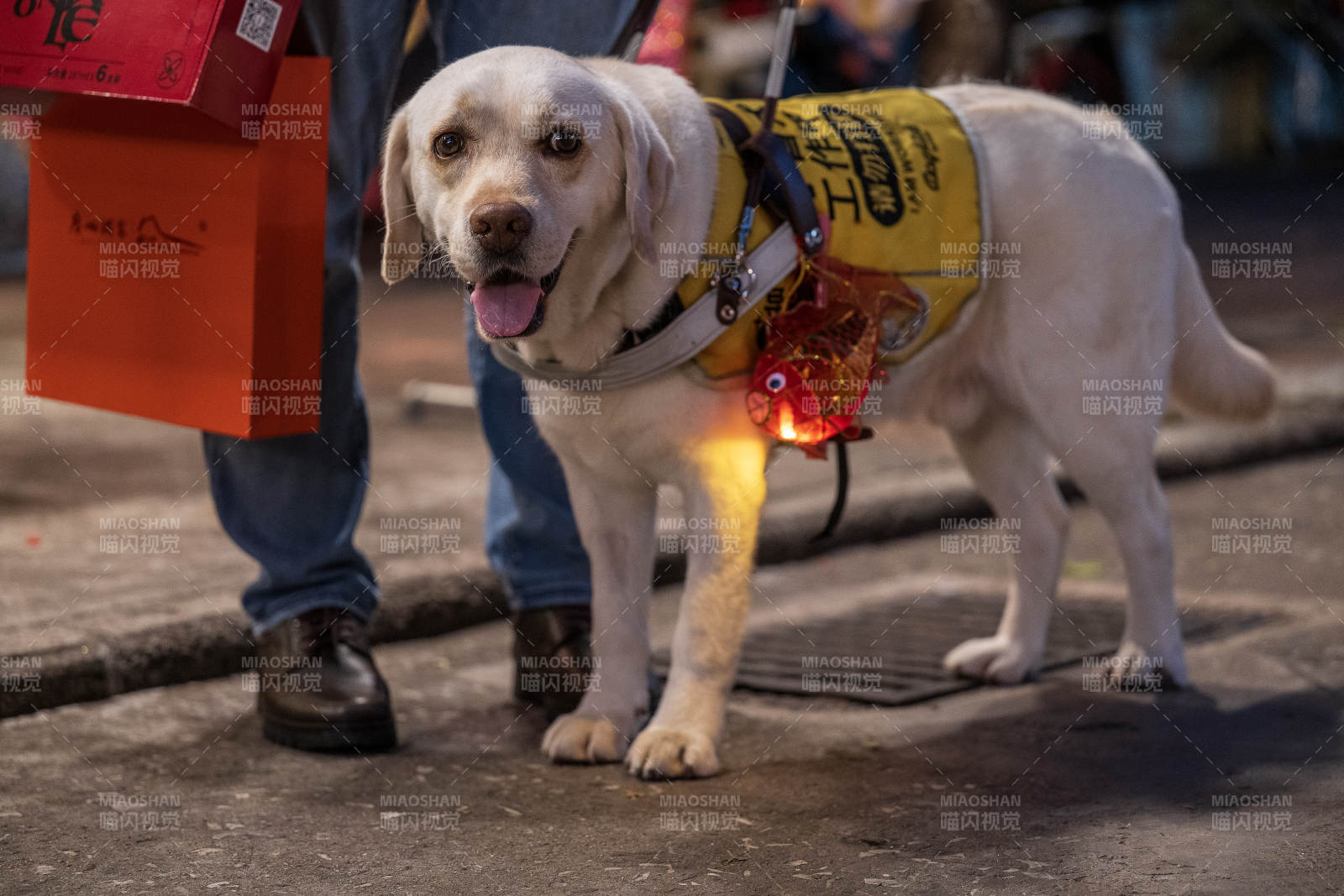 導(dǎo)盲犬夜行 溫暖守護心