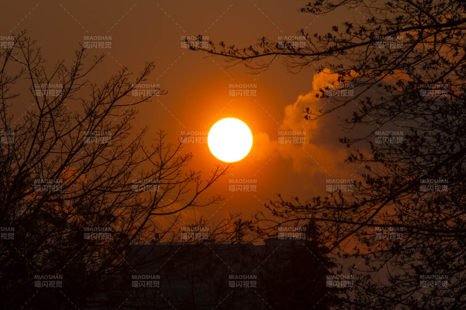 夕陽透過樹枝的剪影