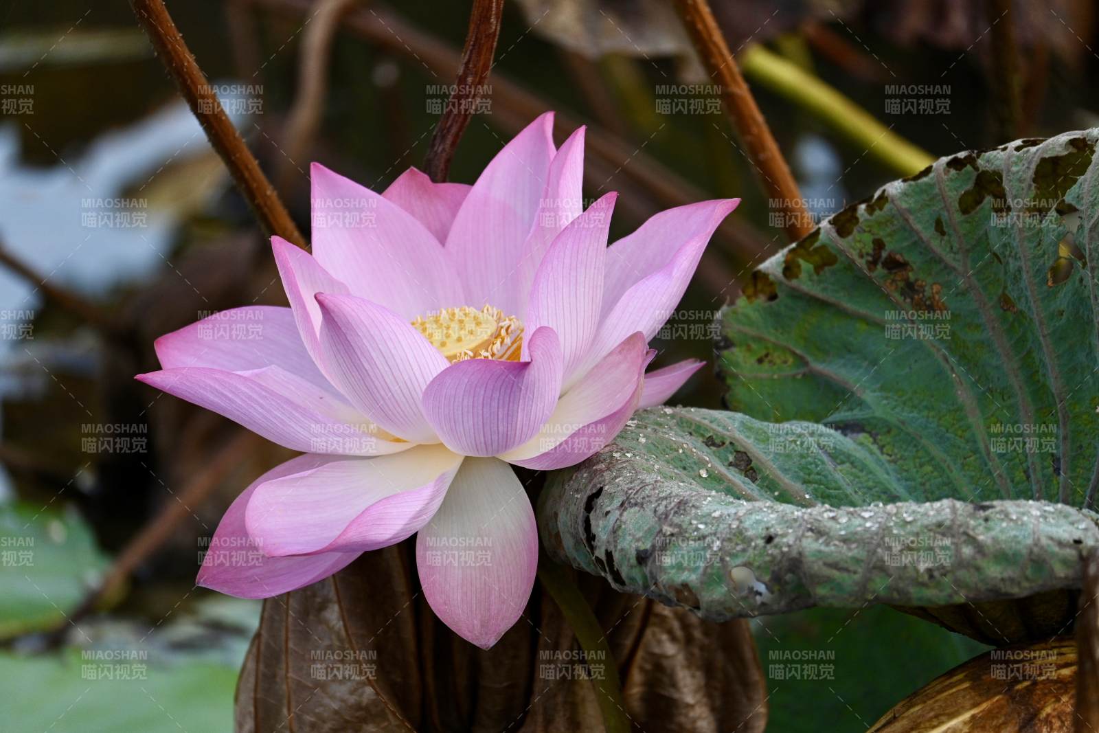 粉色蓮花靜謐綻放