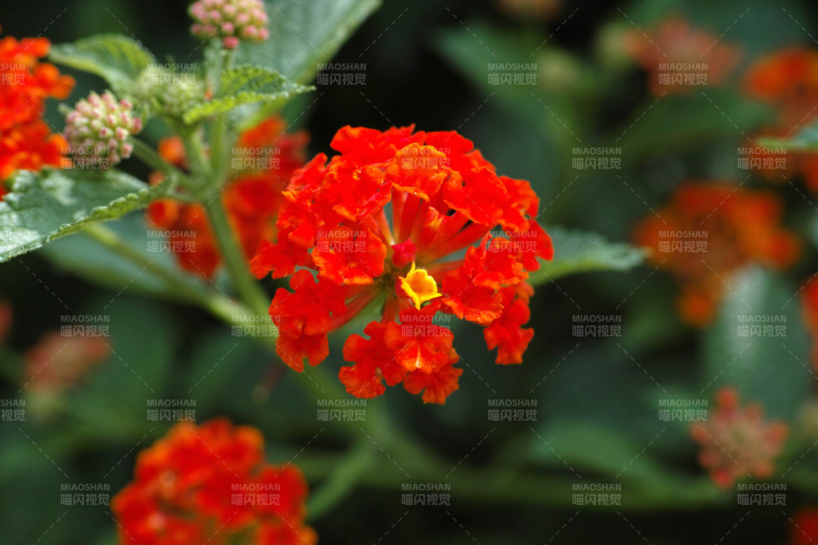 橙色花朵綻放的美麗瞬間