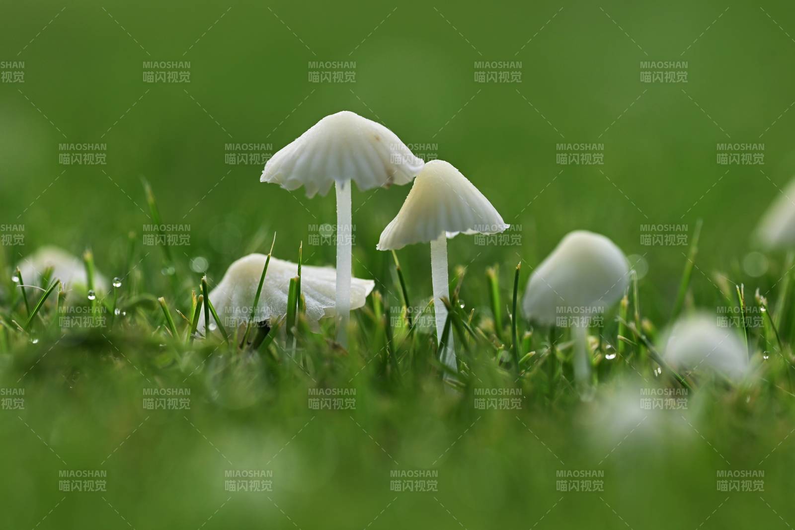草地上的小蘑菇群