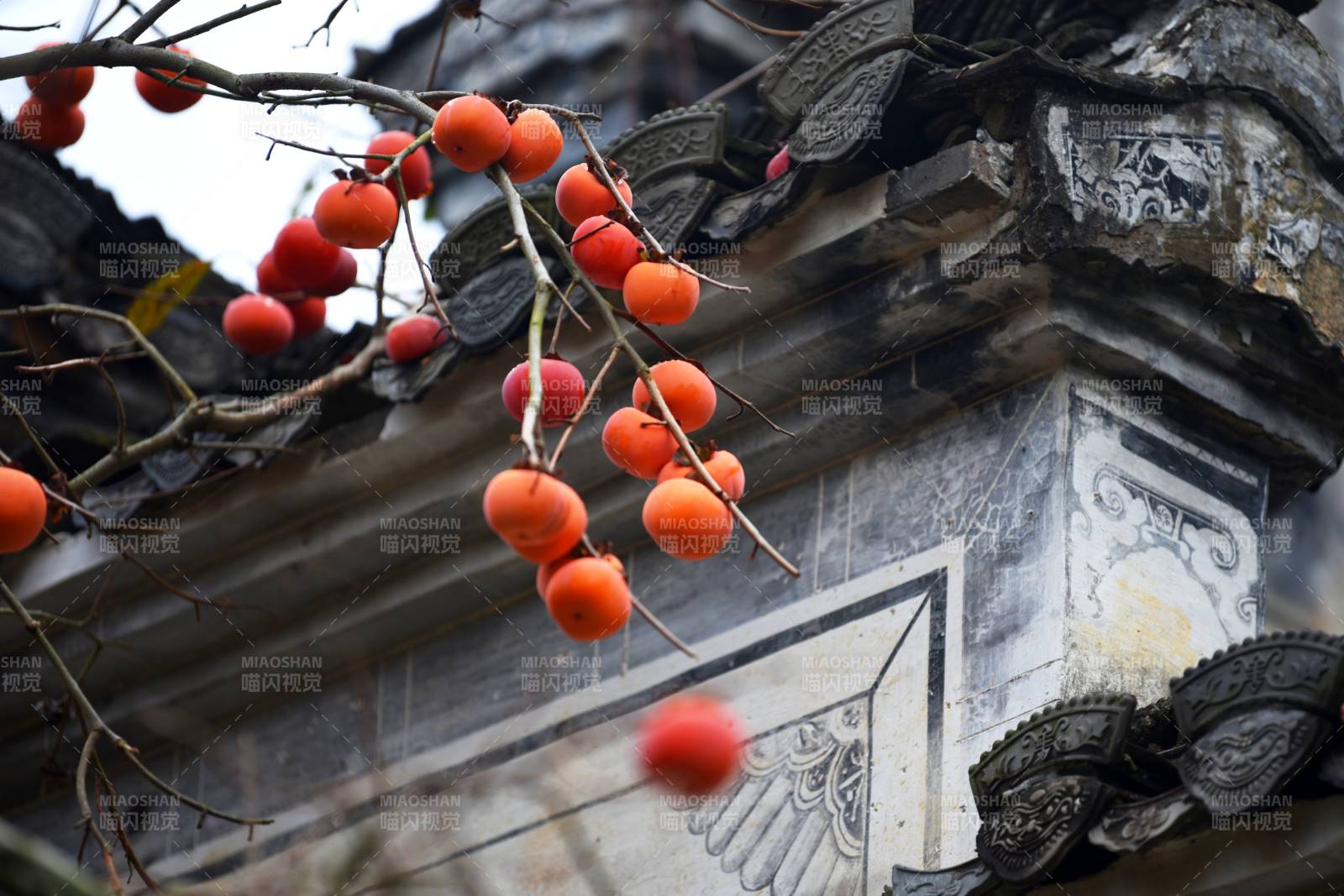 古建筑上的柿子紅了