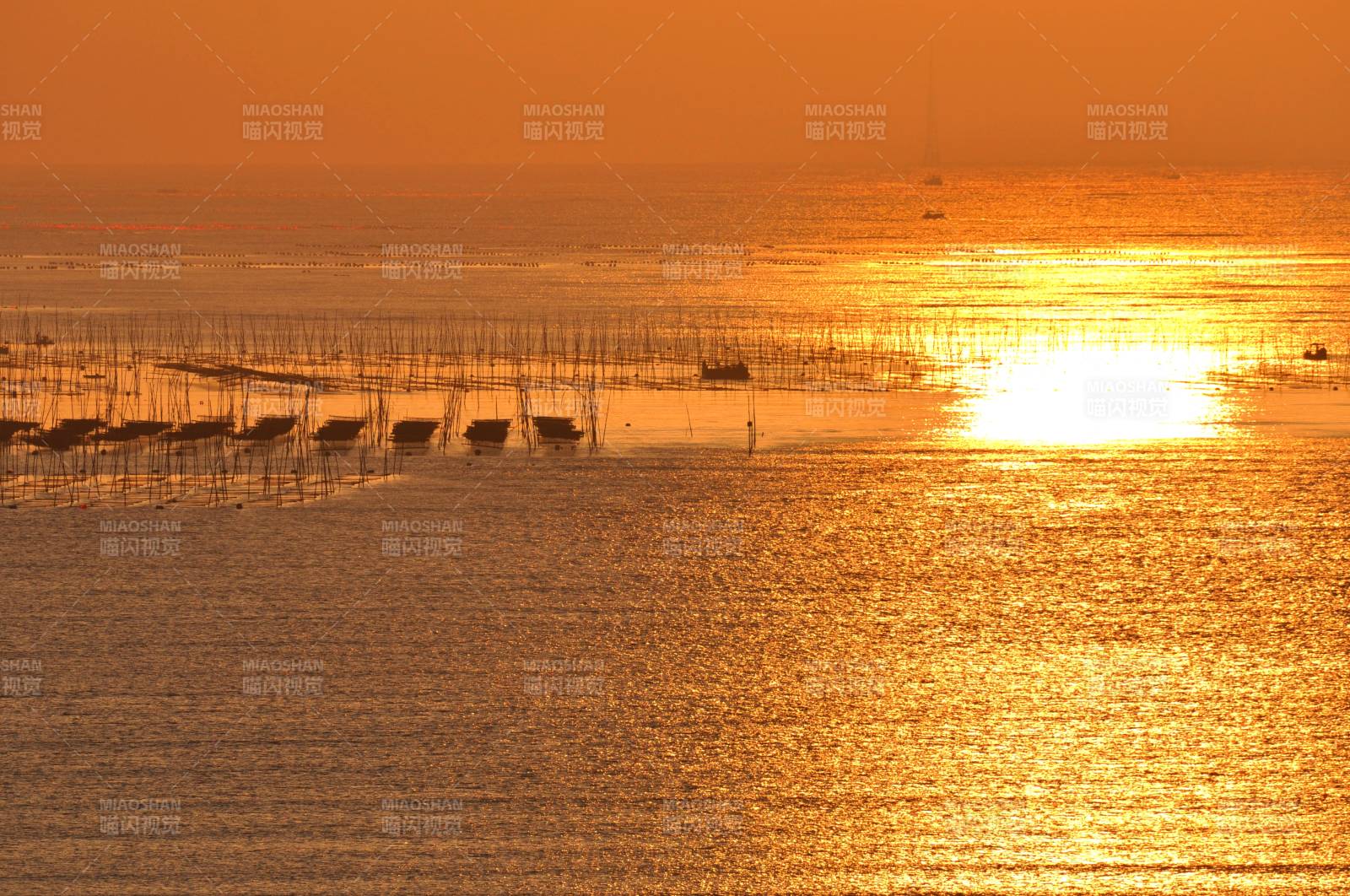 福建霞浦東極朝陽下的灘涂紫菜養殖場