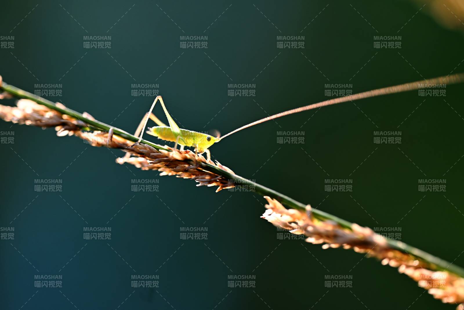 公園晨光里草叢中微小的蚱蜢（微距）