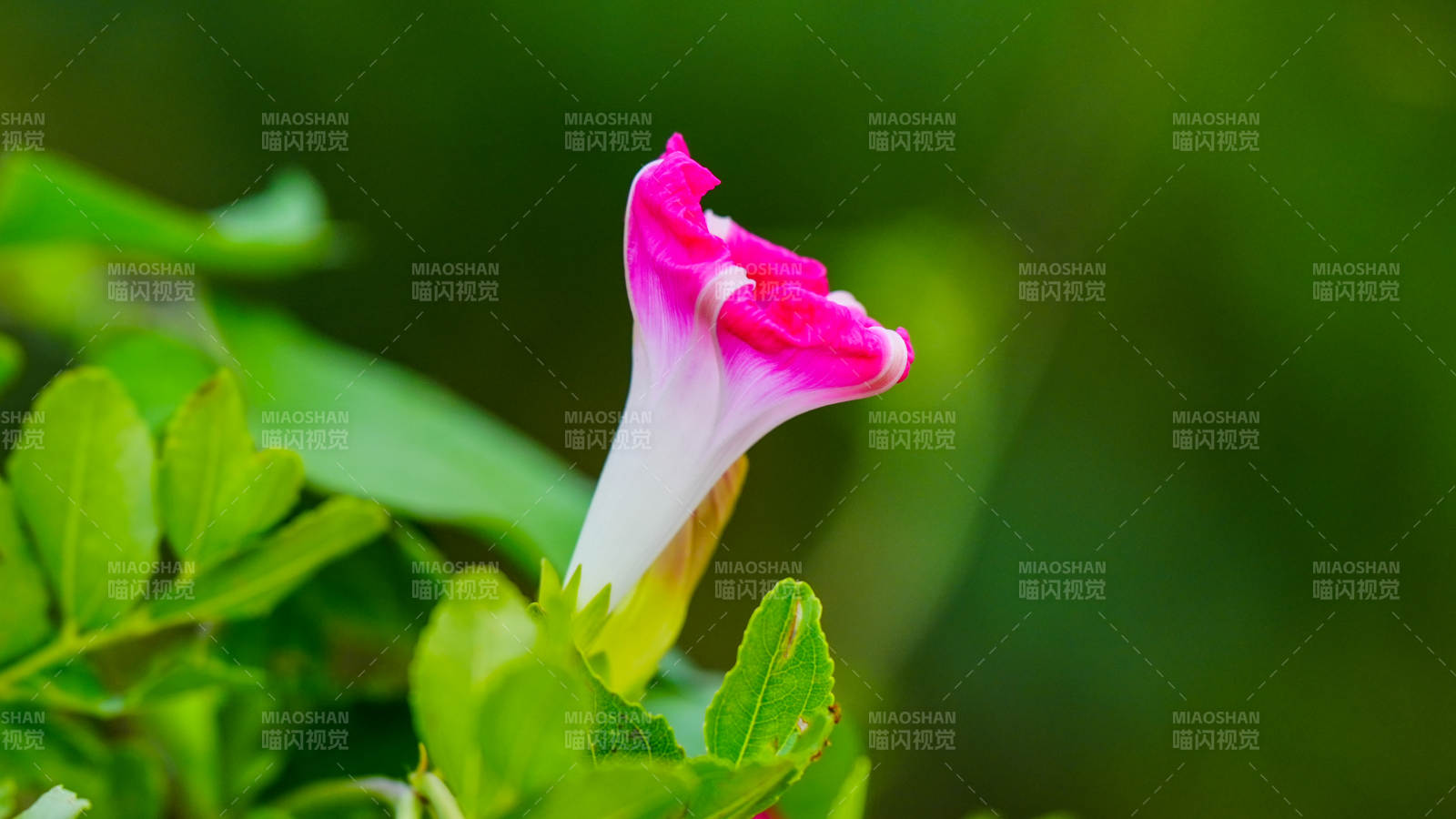 牽牛花綻放瞬間