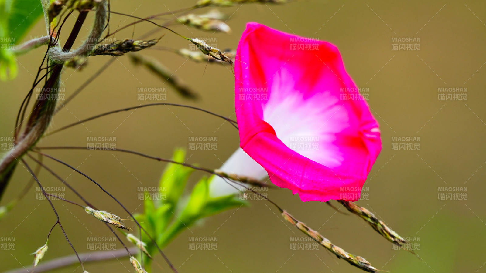 粉紅牽牛花的美麗瞬間