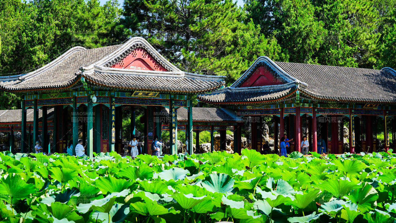 颐和园荷花与古建筑
