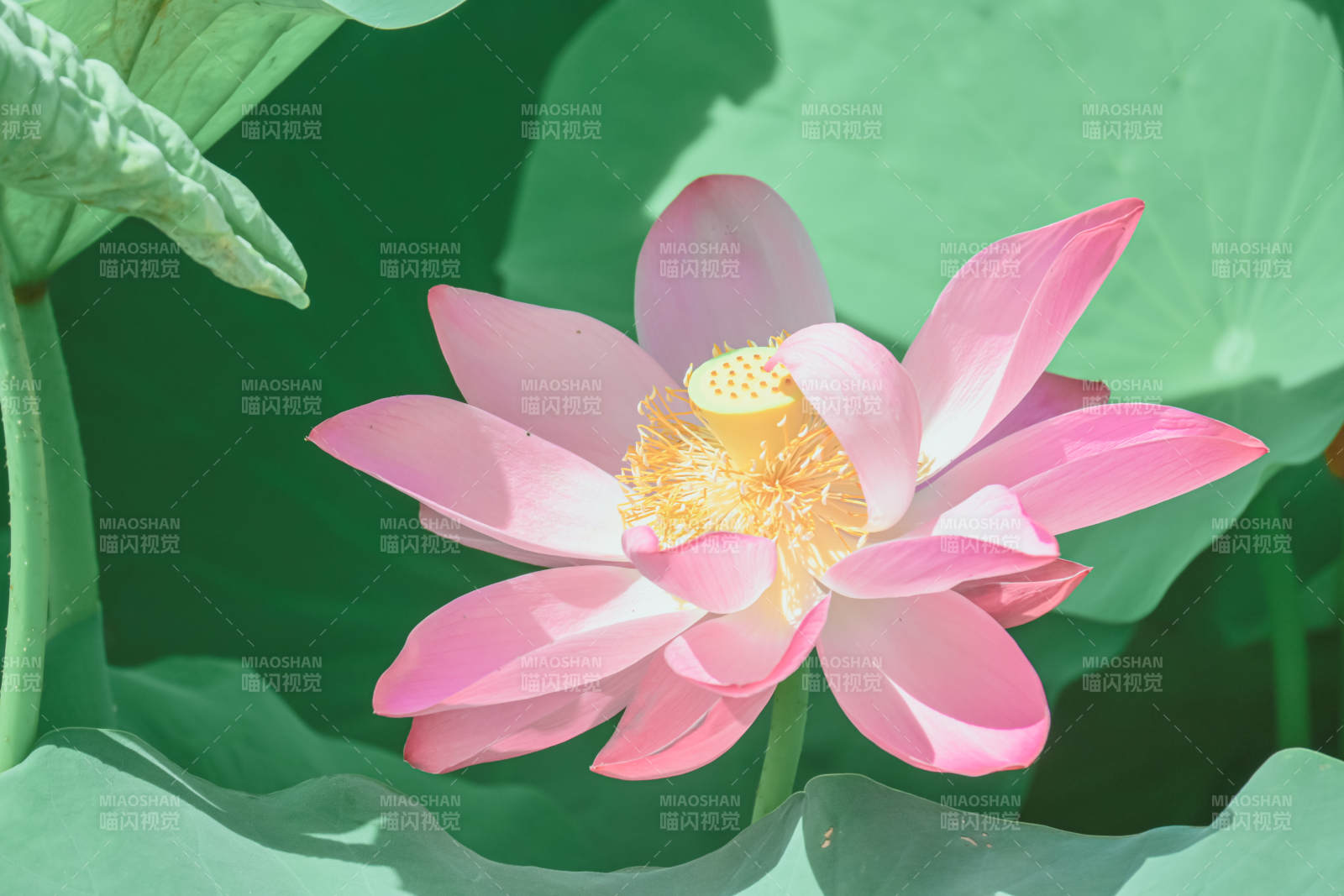 粉嫩蓮花映綠葉