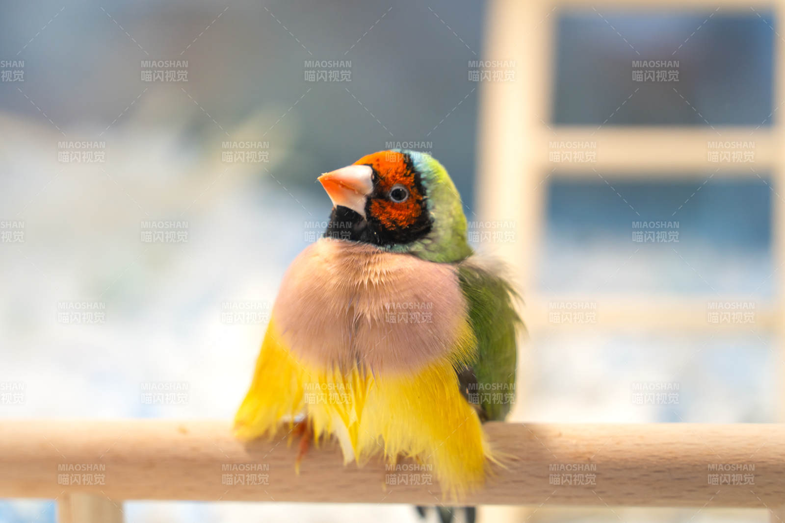 色彩斑斕的七彩文鳥靜立枝頭