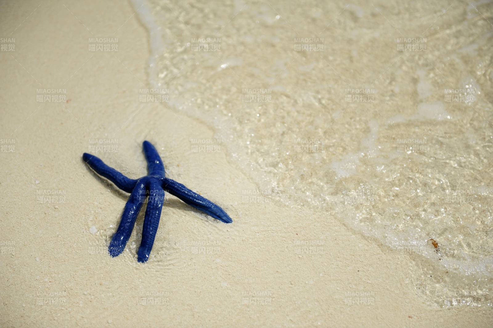 沙灘上的藍色海星