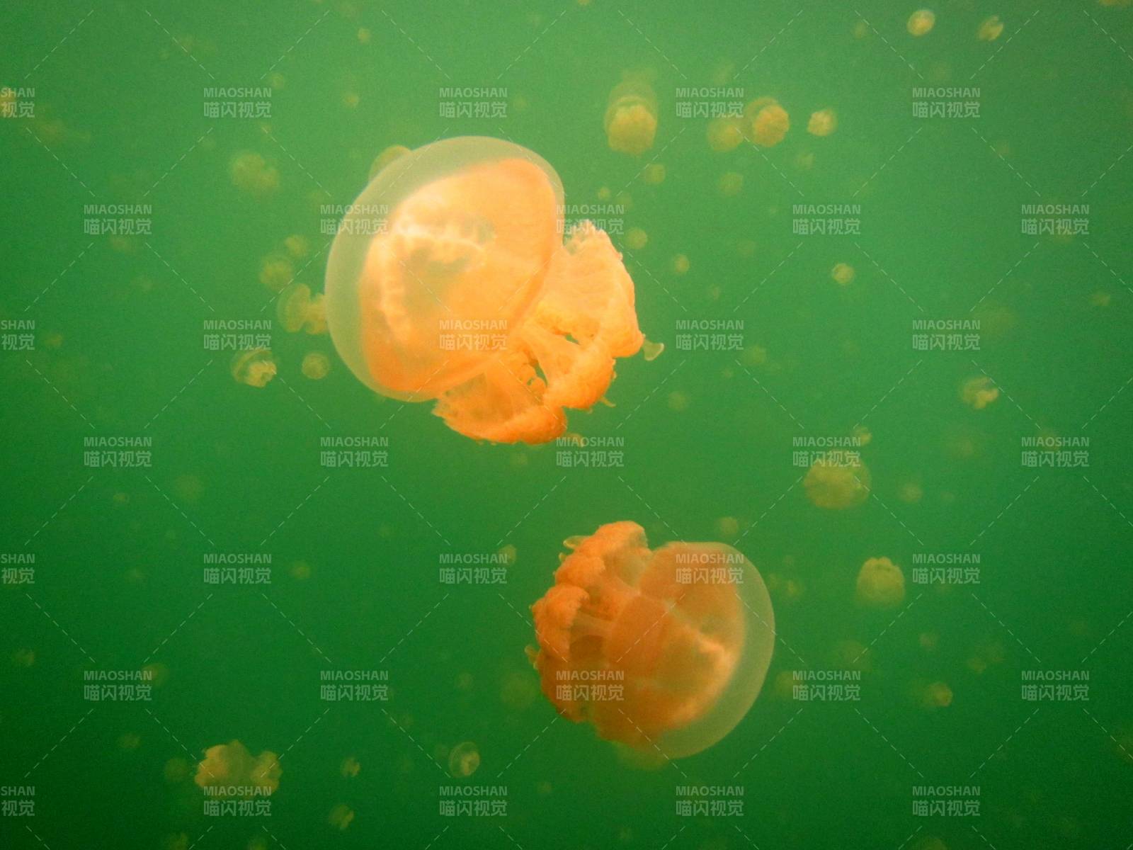 水母在綠色水域中漂浮