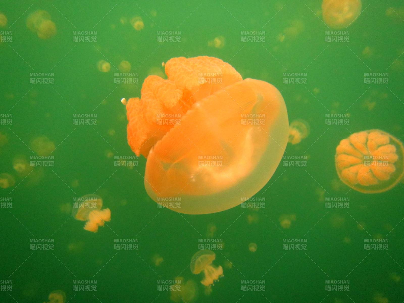 水母在綠色水域中漂浮