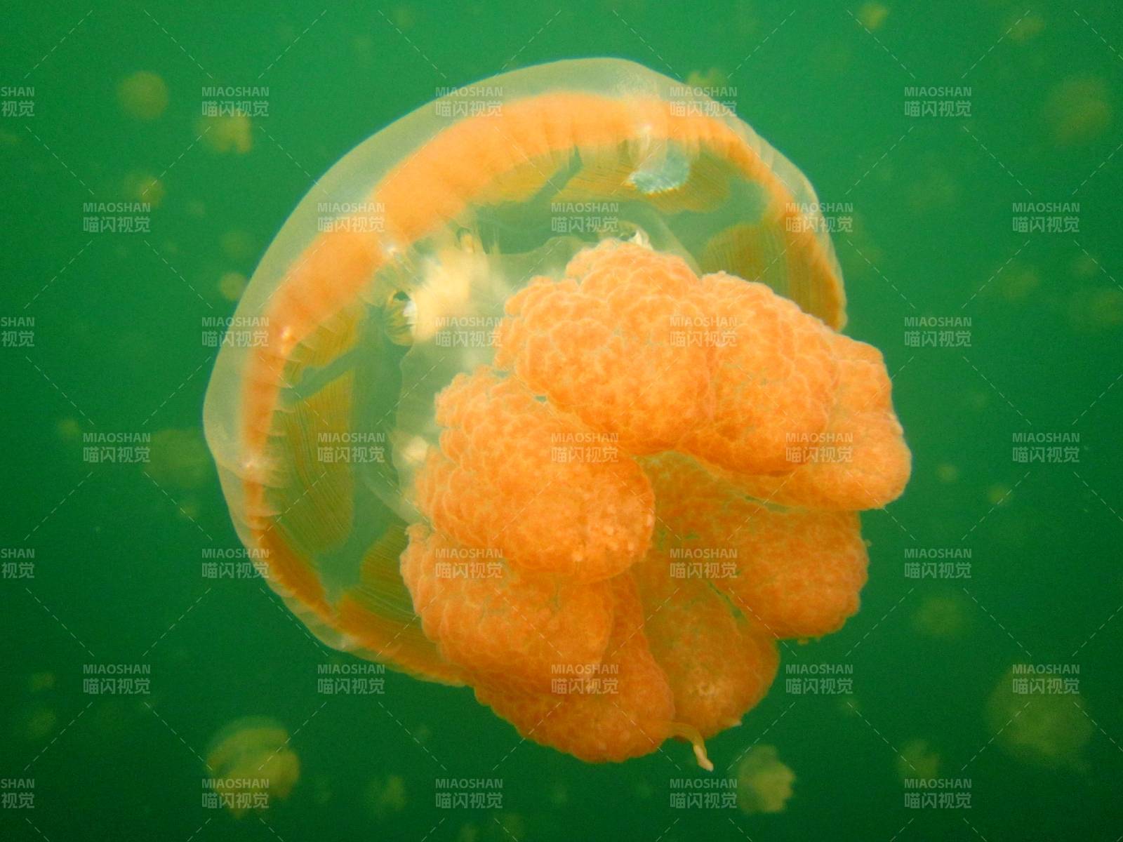 橙色水母在綠水中漂浮