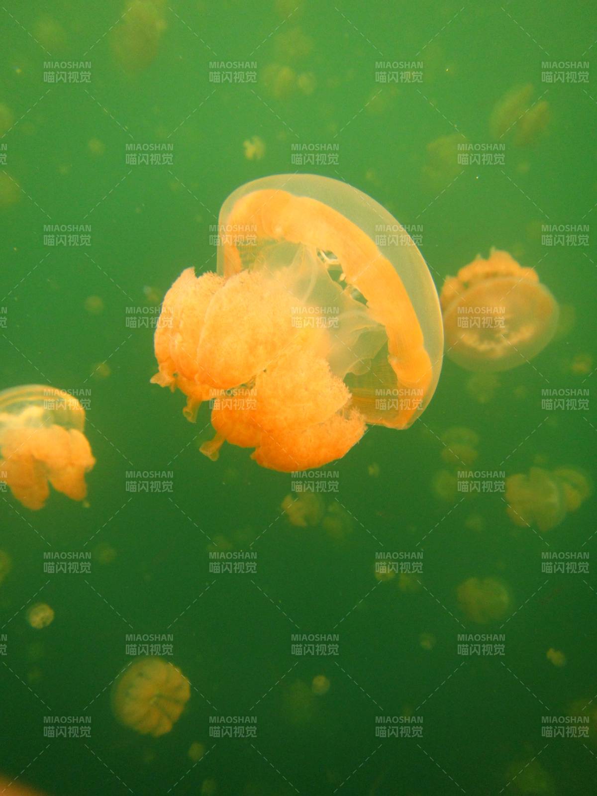 水母在綠色水域中漂浮