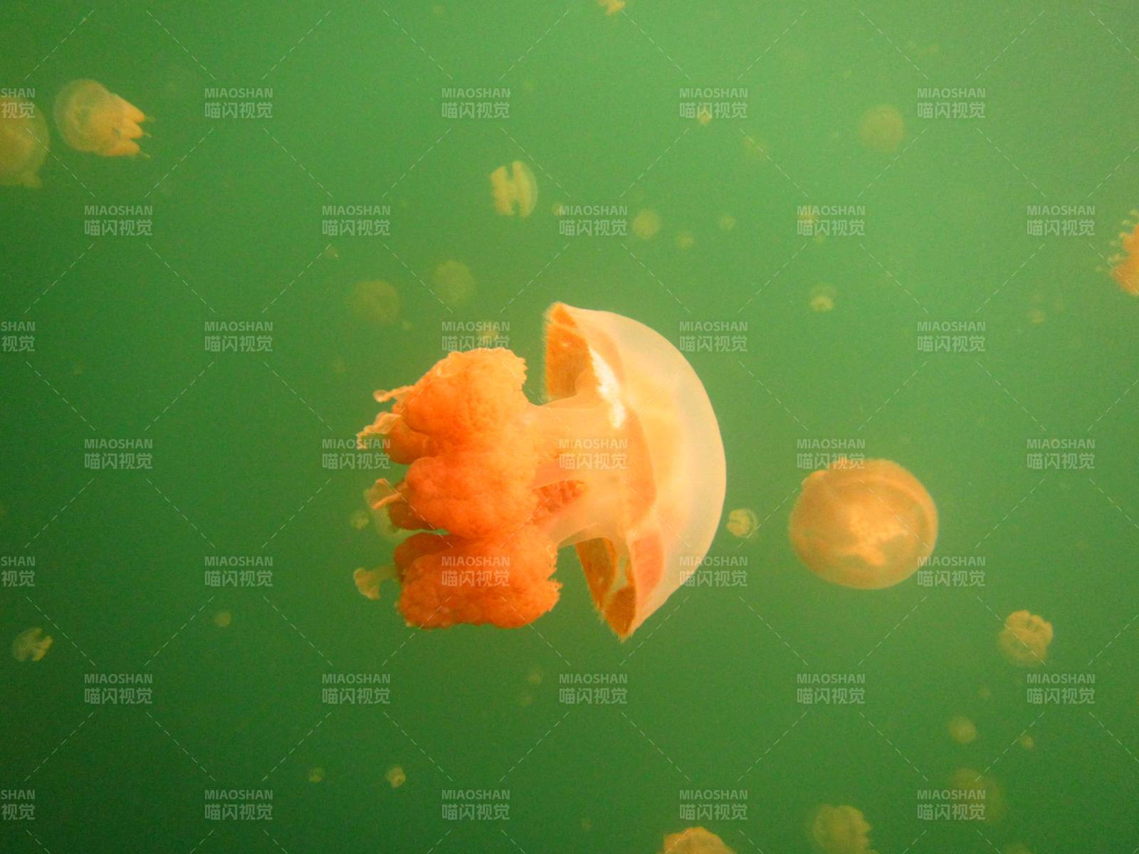 水母在綠色水域中漂浮