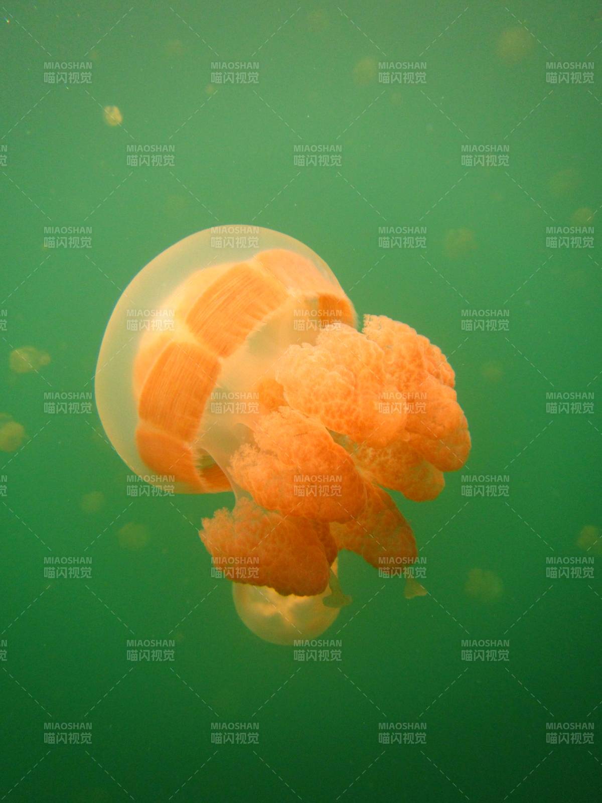 水下橙色水母漂浮
