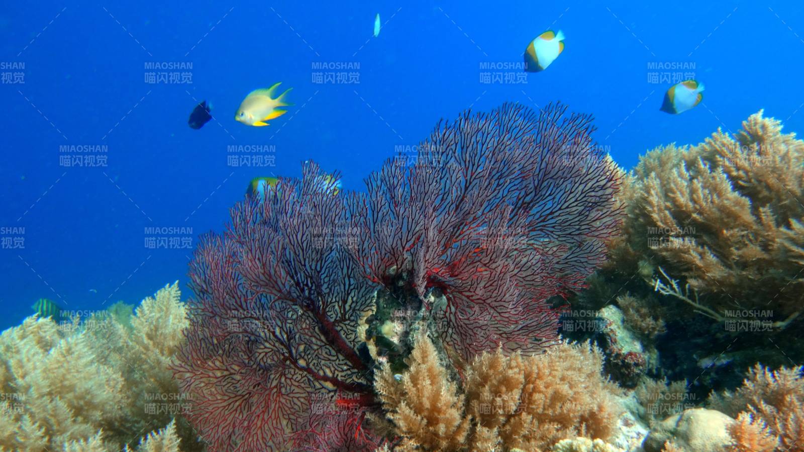 海底珊瑚與游魚共生