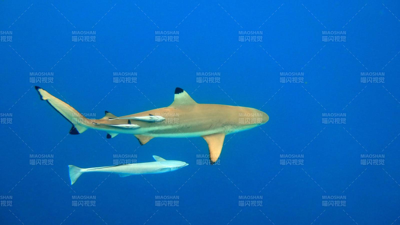 深海鯊魚與小魚共游