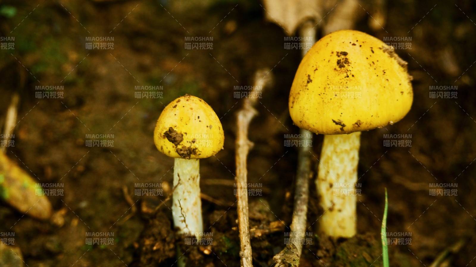 林間粘著原生態泥土的雙生黃蘑菇