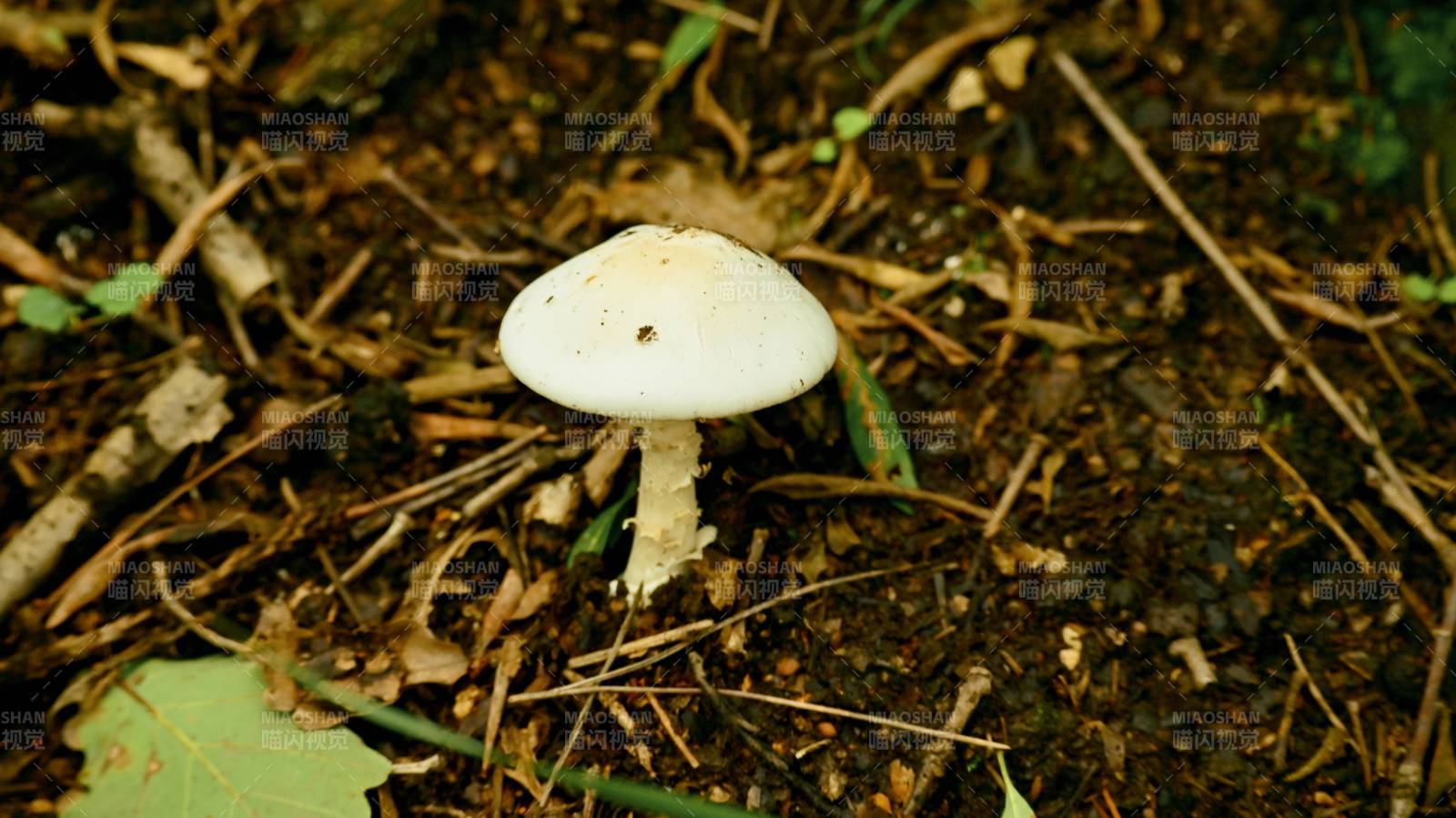 林間白色野生蘑菇特寫