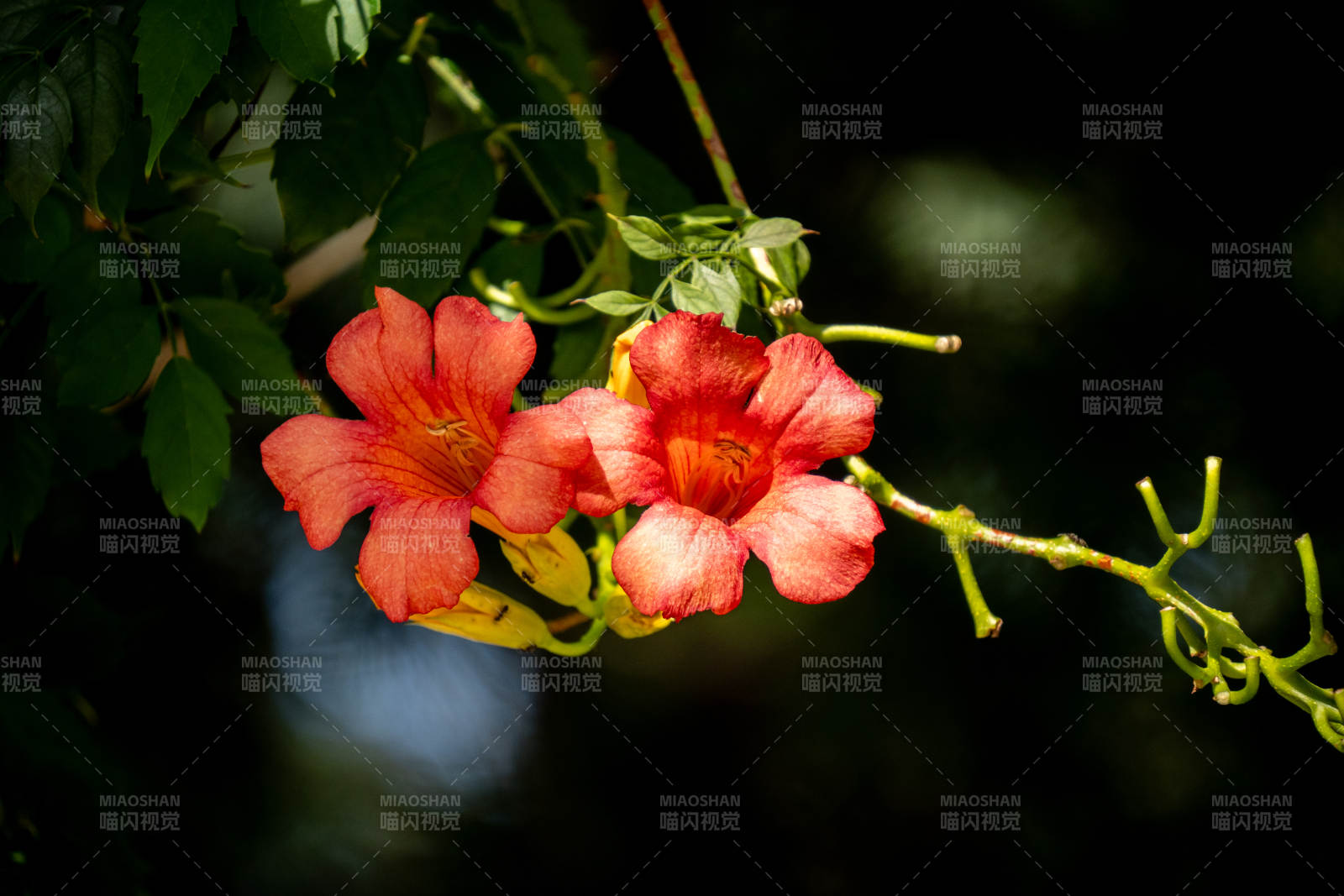 橙紅凌霄花綻放枝頭