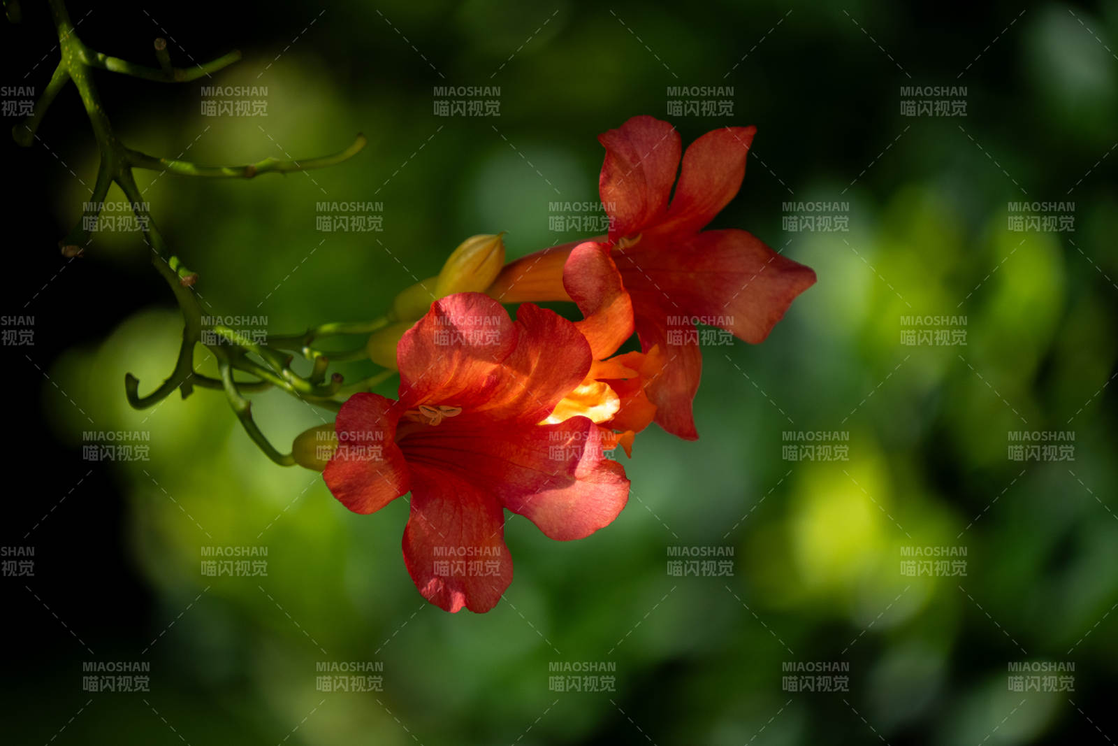 凌霄花在綠葉間綻放