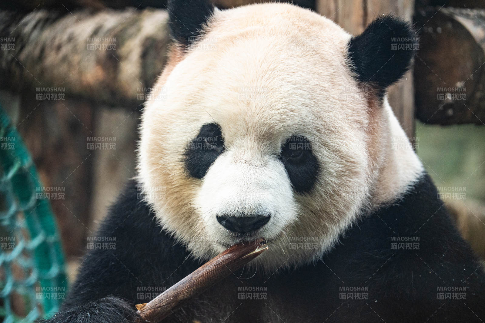 熊貓啃竹子的可愛(ài)瞬間