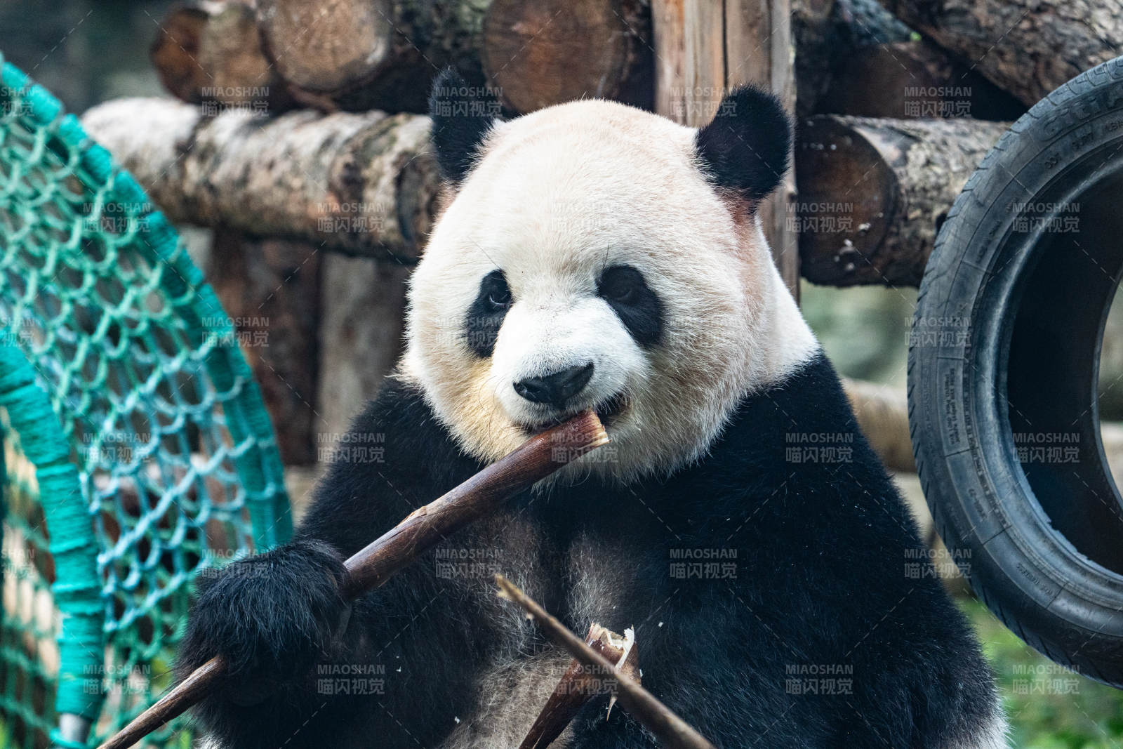熊貓啃竹子 萌態十足