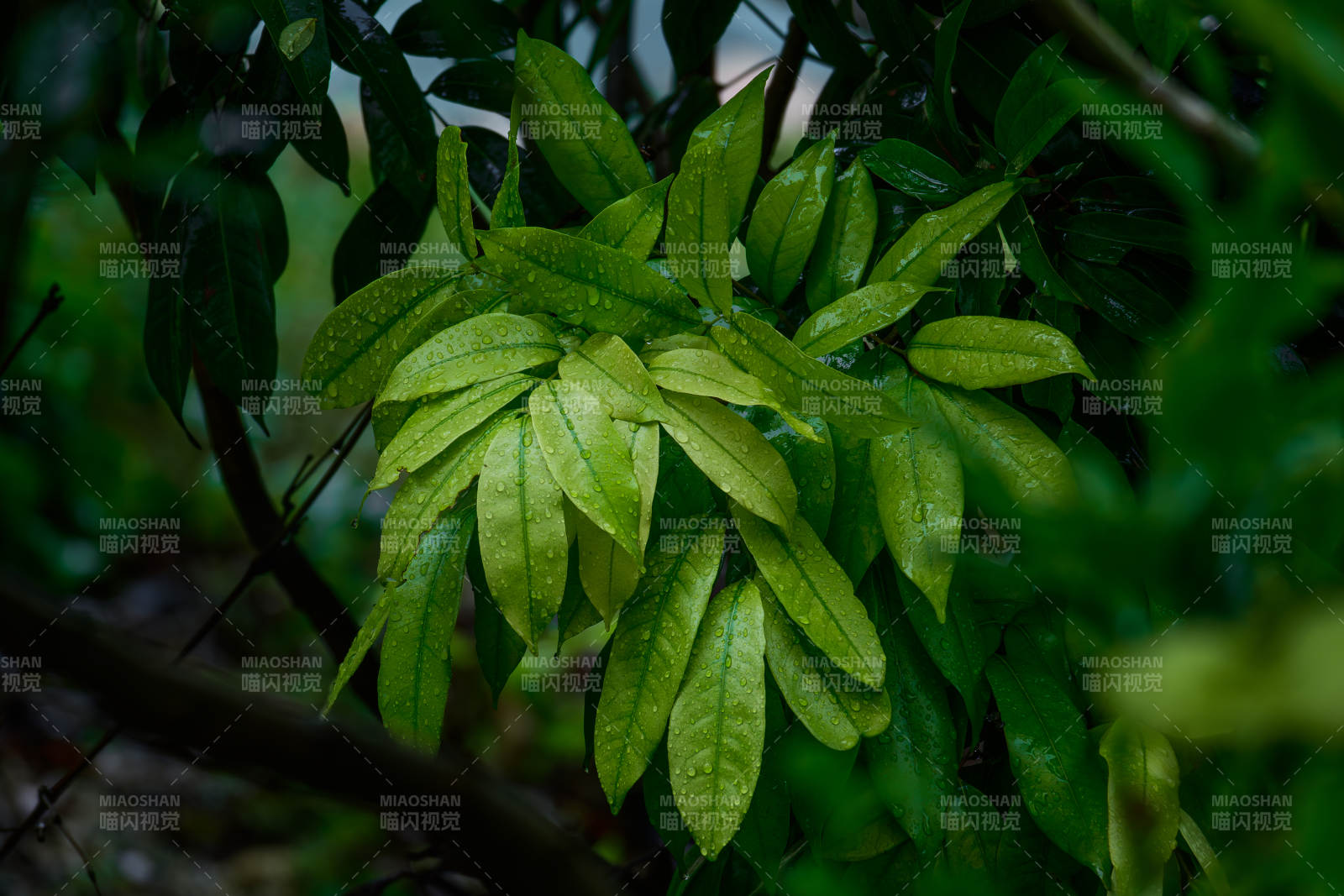 雨后綠葉清新自然