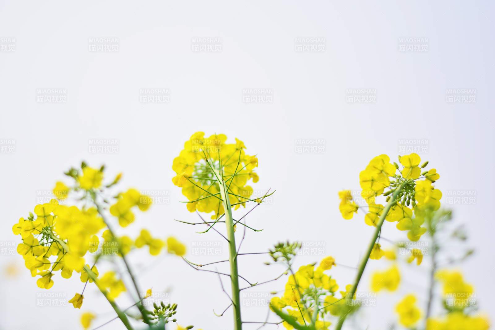 油菜花綻放 春意盎然