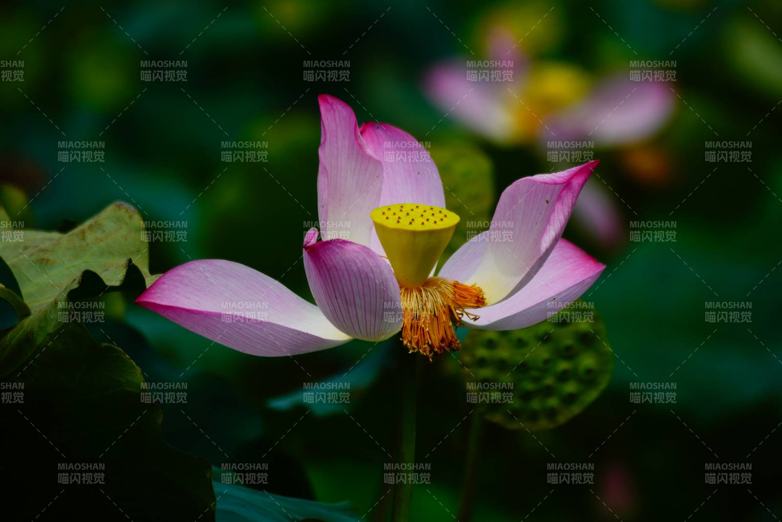粉色蓮花綻放于綠葉間