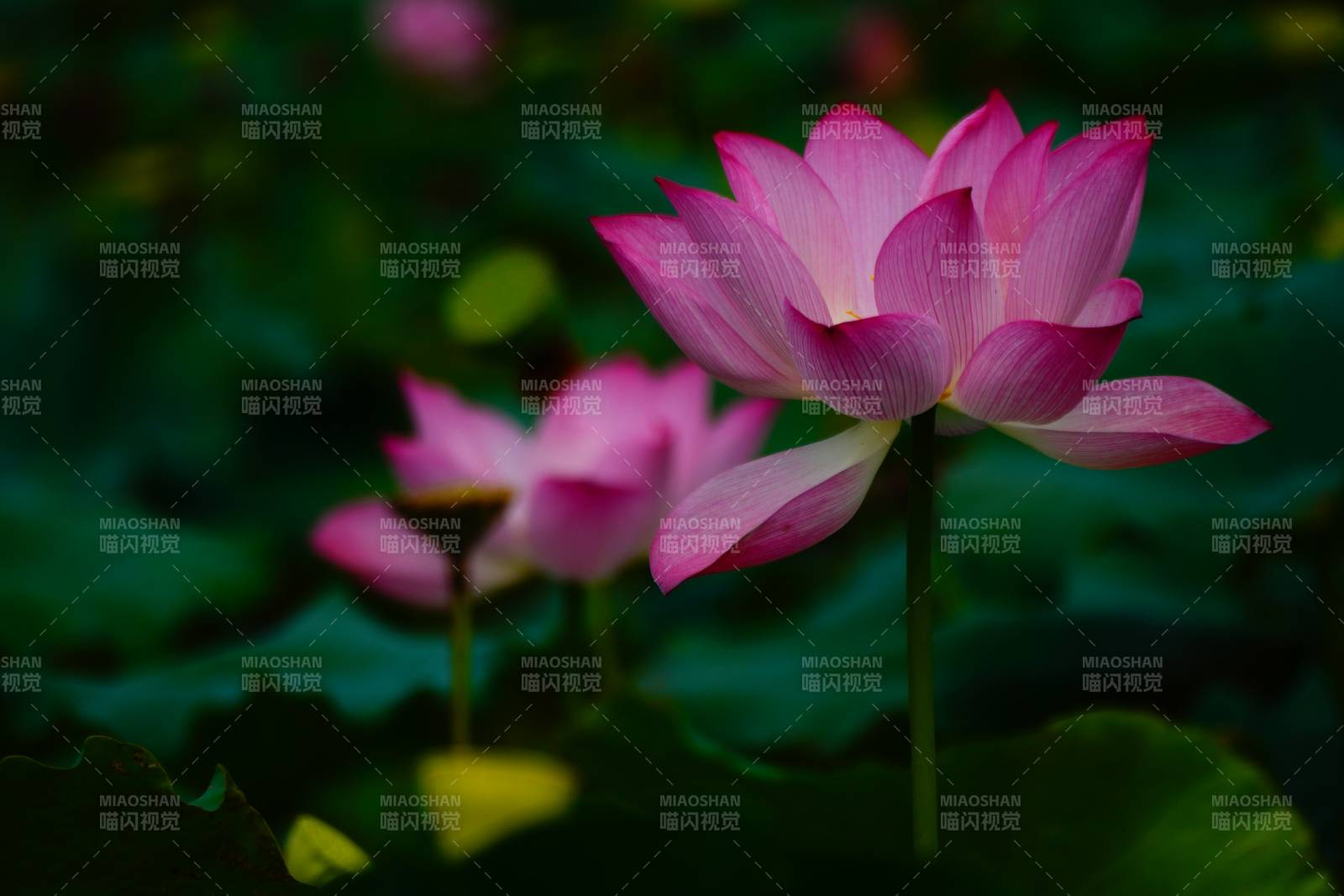 粉色蓮花靜謐綻放