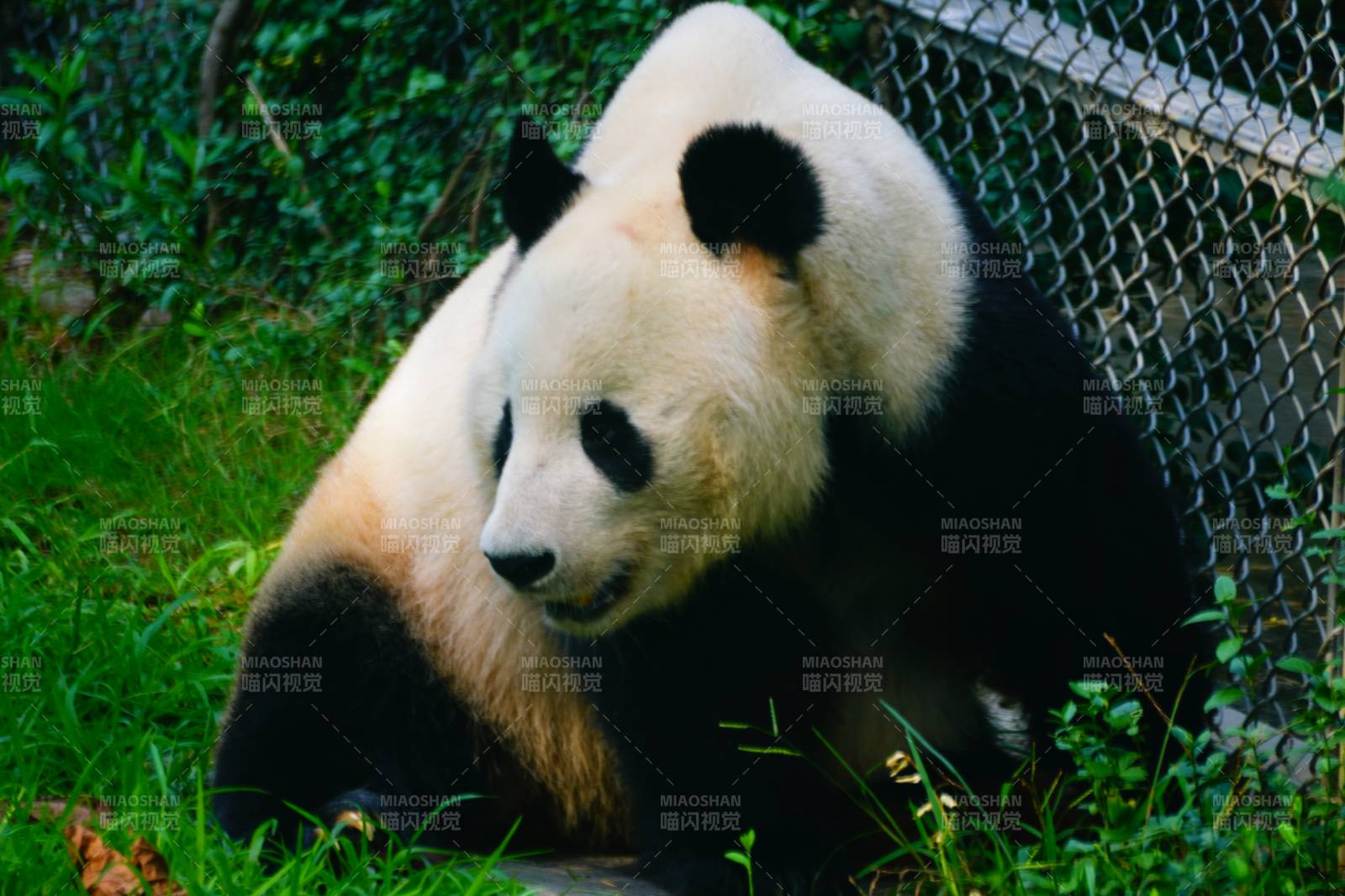 熊貓在草地上休息