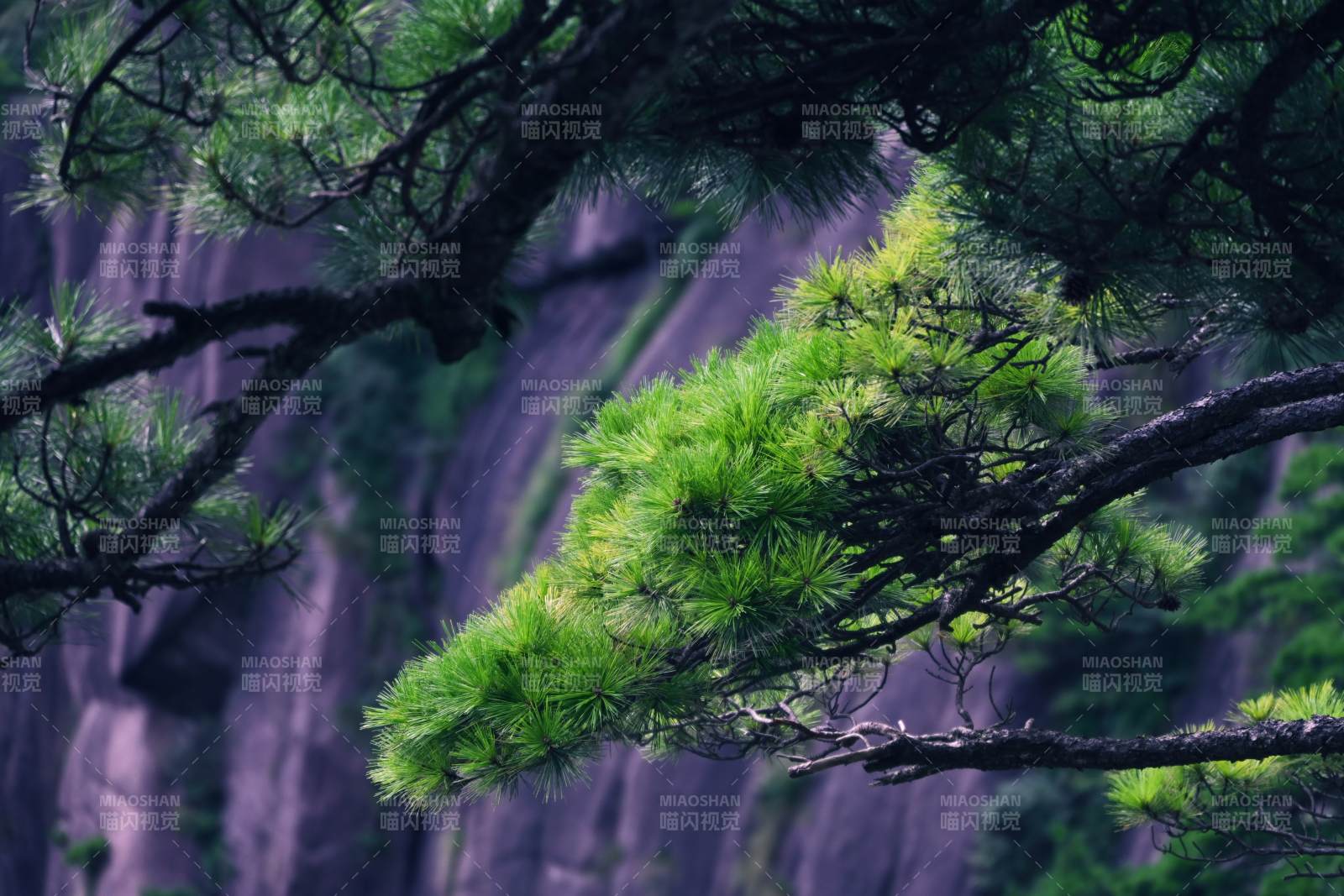 松枝迎風翠影