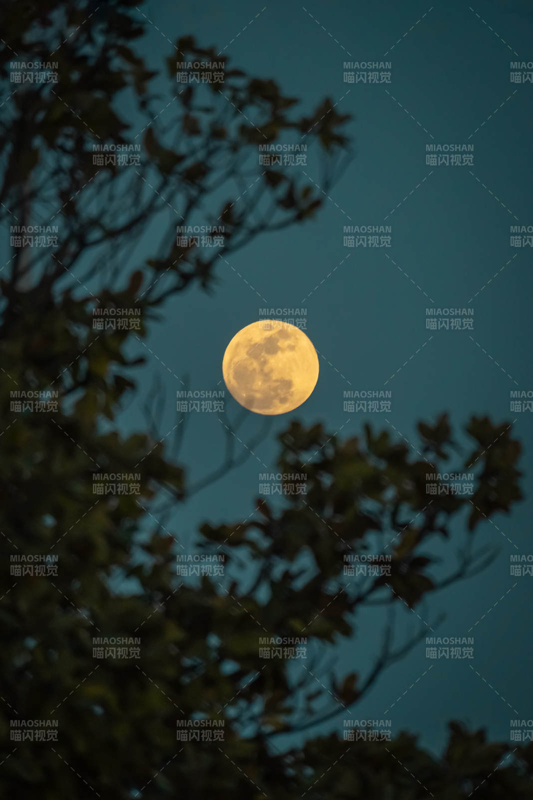 樹影下的滿月夜景