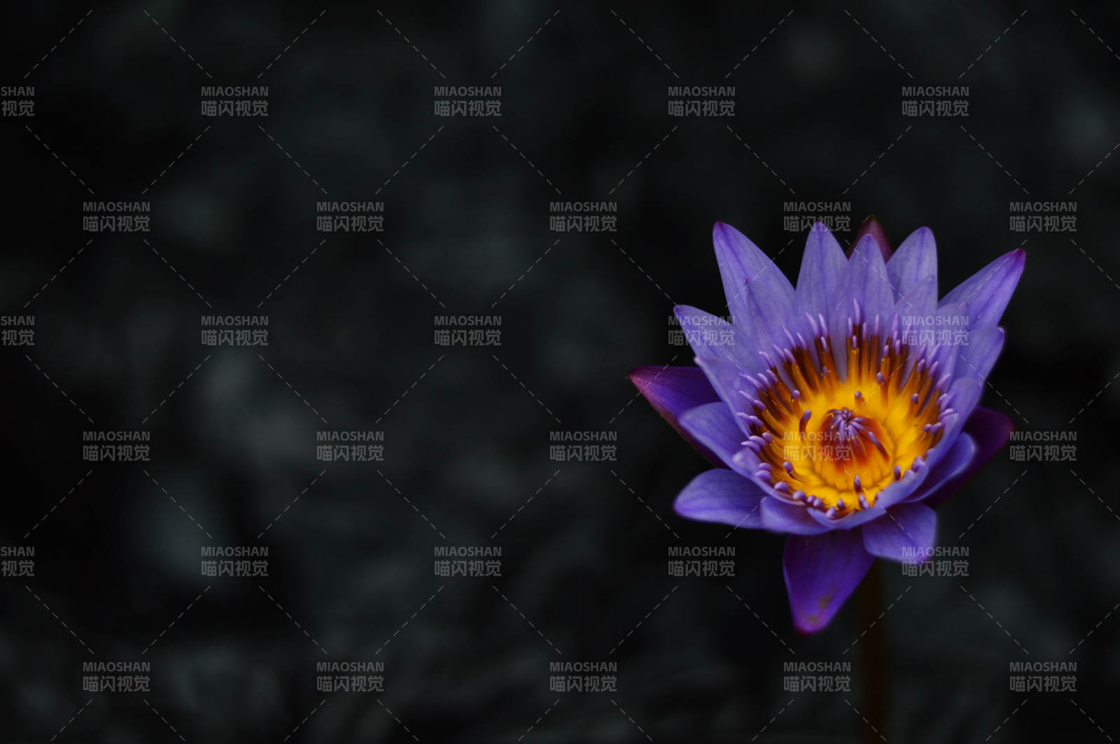 紫色蓮花的美麗瞬間