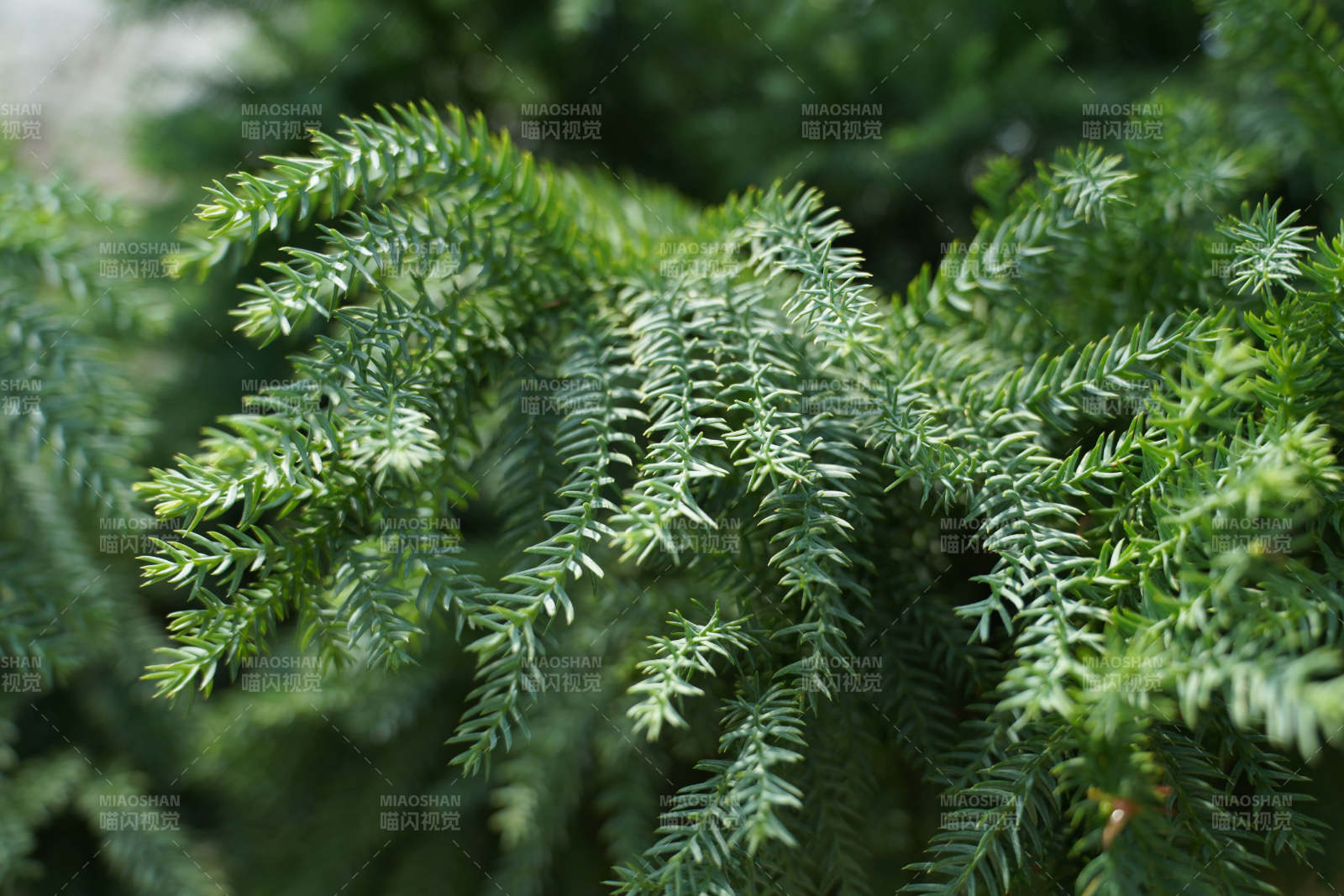 松枝綠葉特寫圖