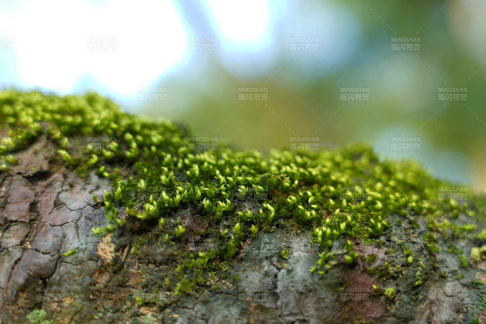 樹皮上的綠色苔蘚