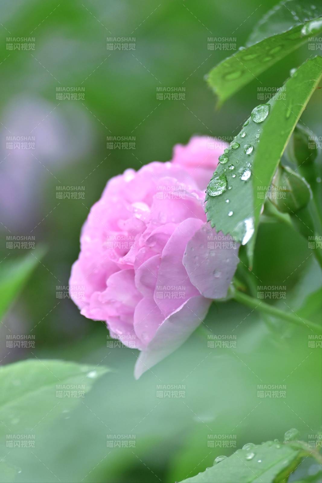 雨后粉玫瑰 清新滴露珠