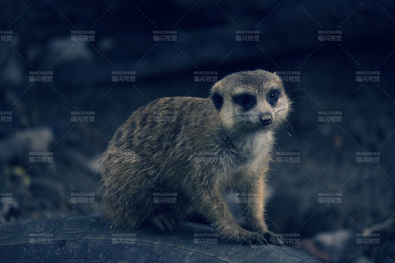 萌趣小狐獴