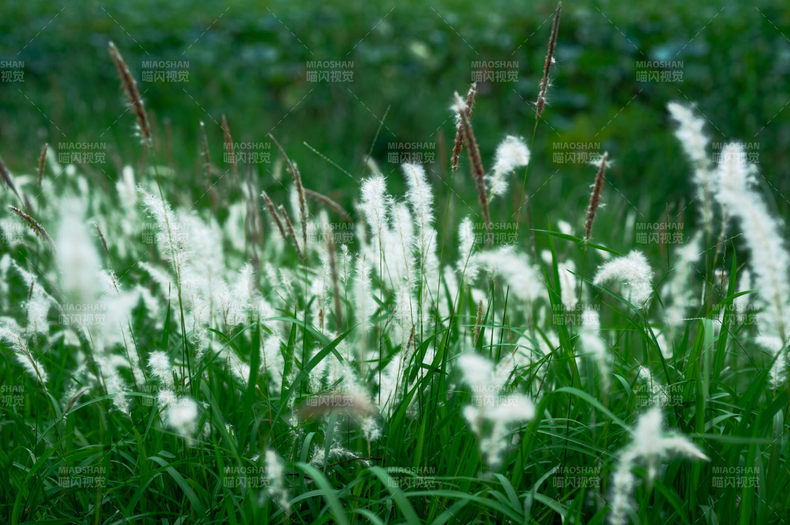 秋風(fēng)中的白色蘆葦花