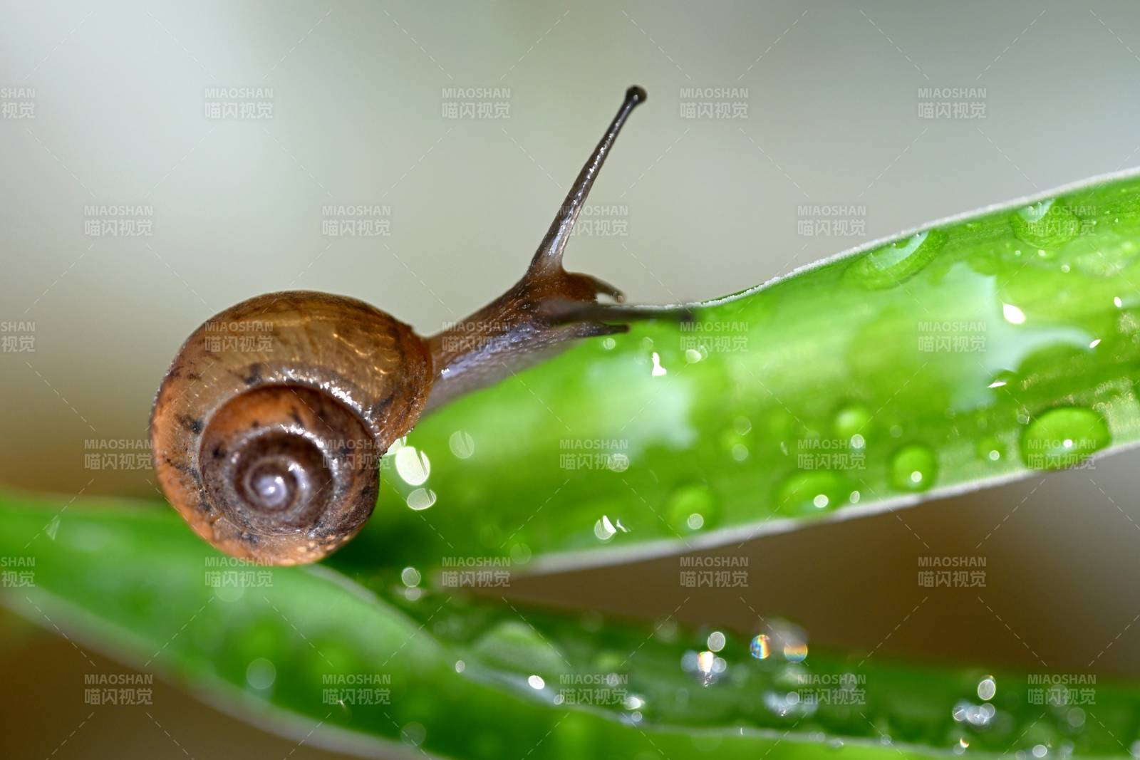 雨后蝸牛爬綠葉