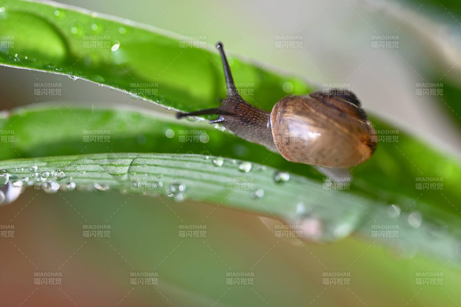 雨后蝸牛爬綠葉