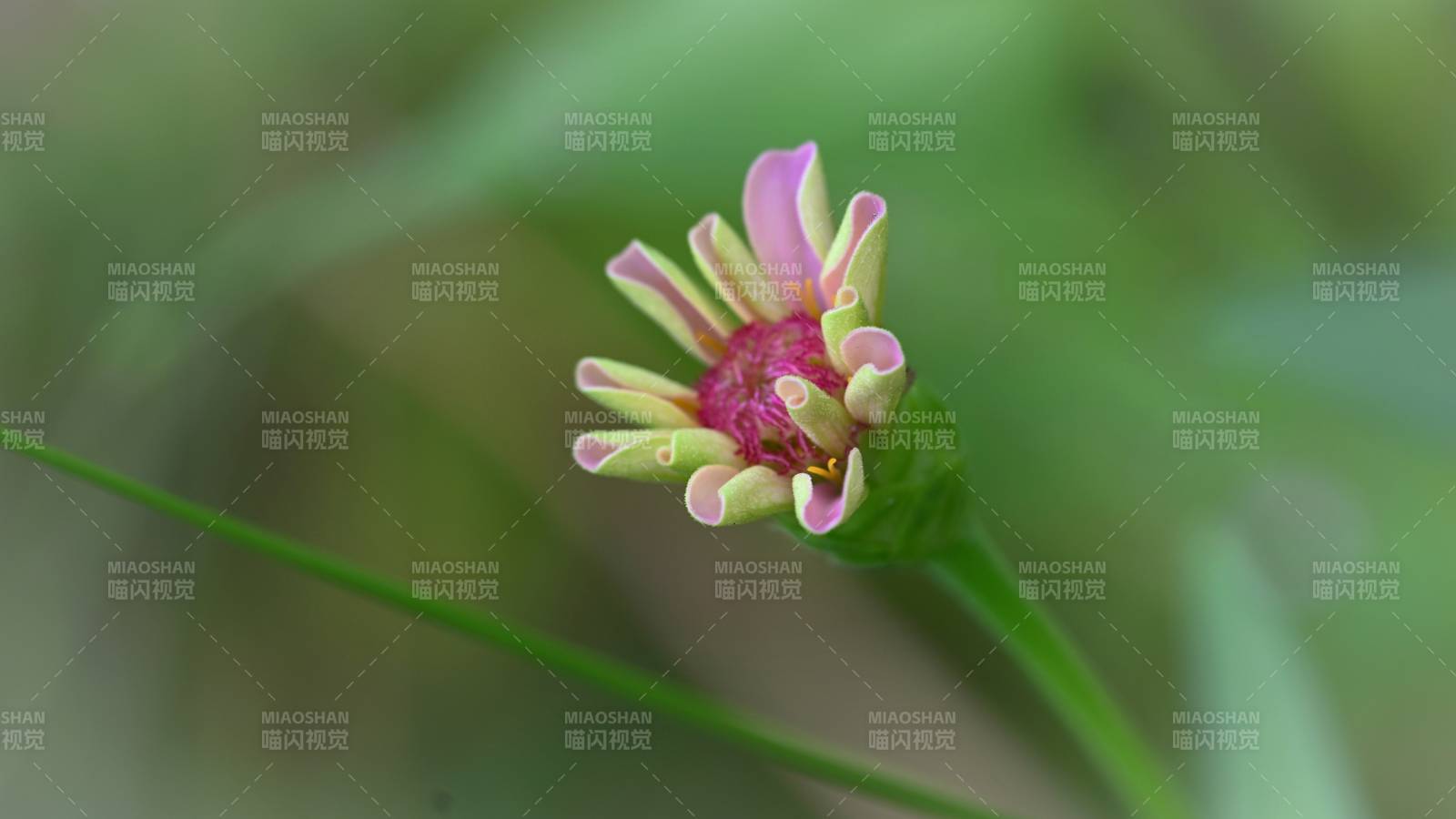 含苞待放的小百日菊