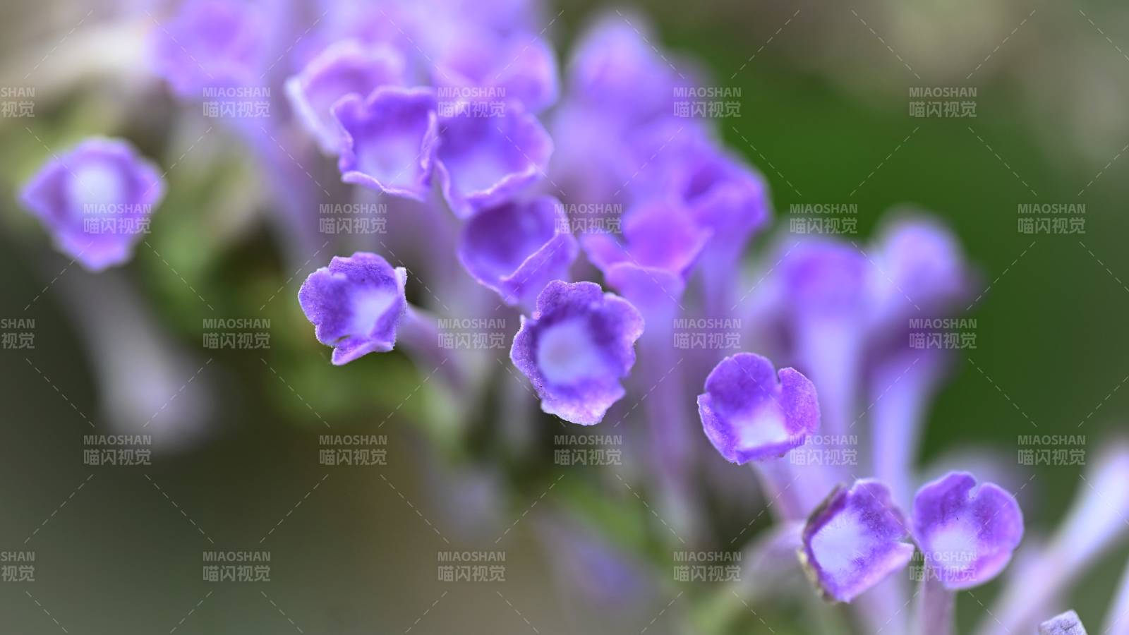 紫花綻放