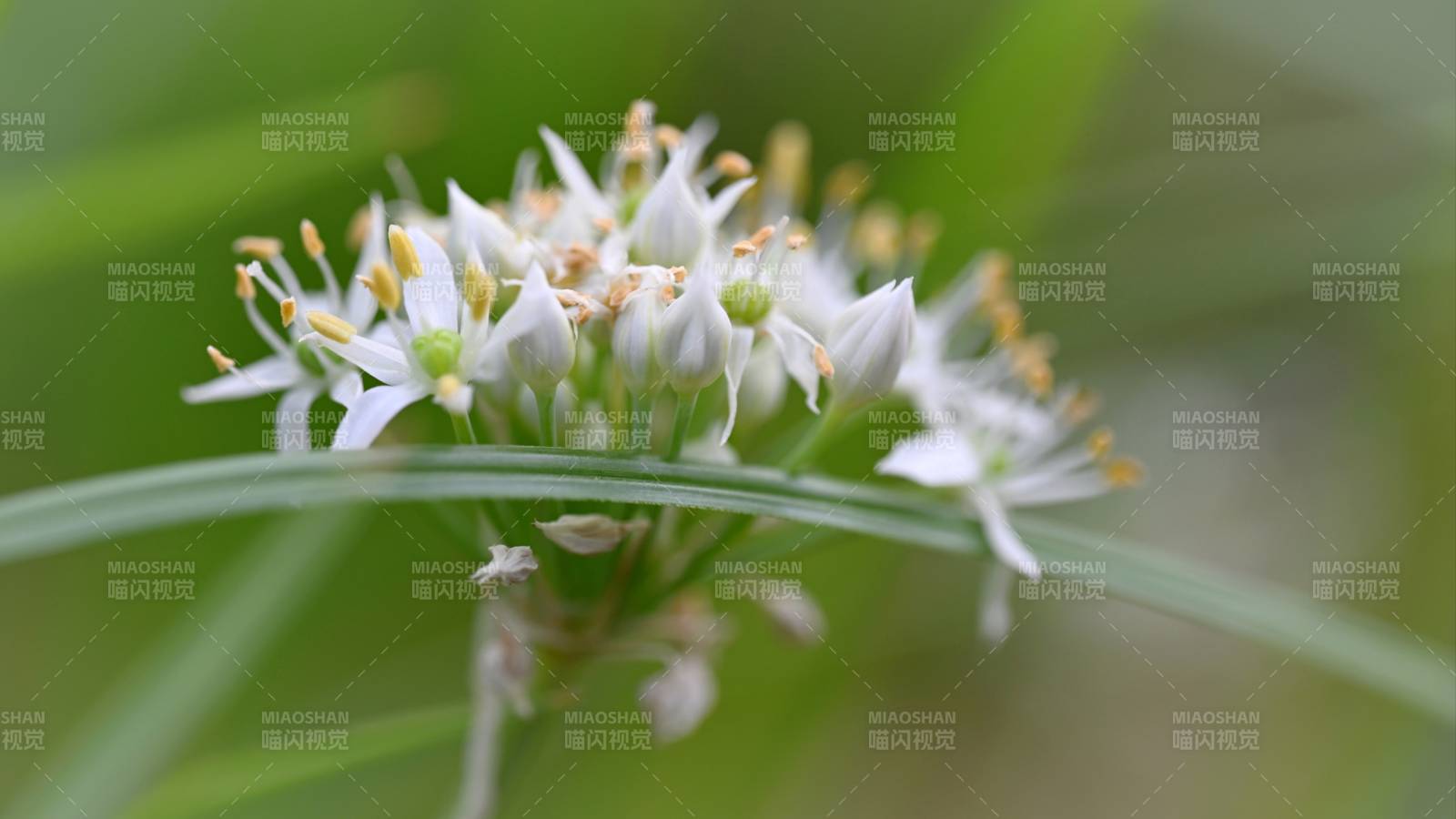 韭菜花綻放綠意盎然