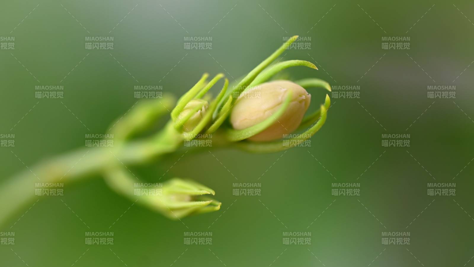 茉莉花嫩芽初綻 生機勃勃
