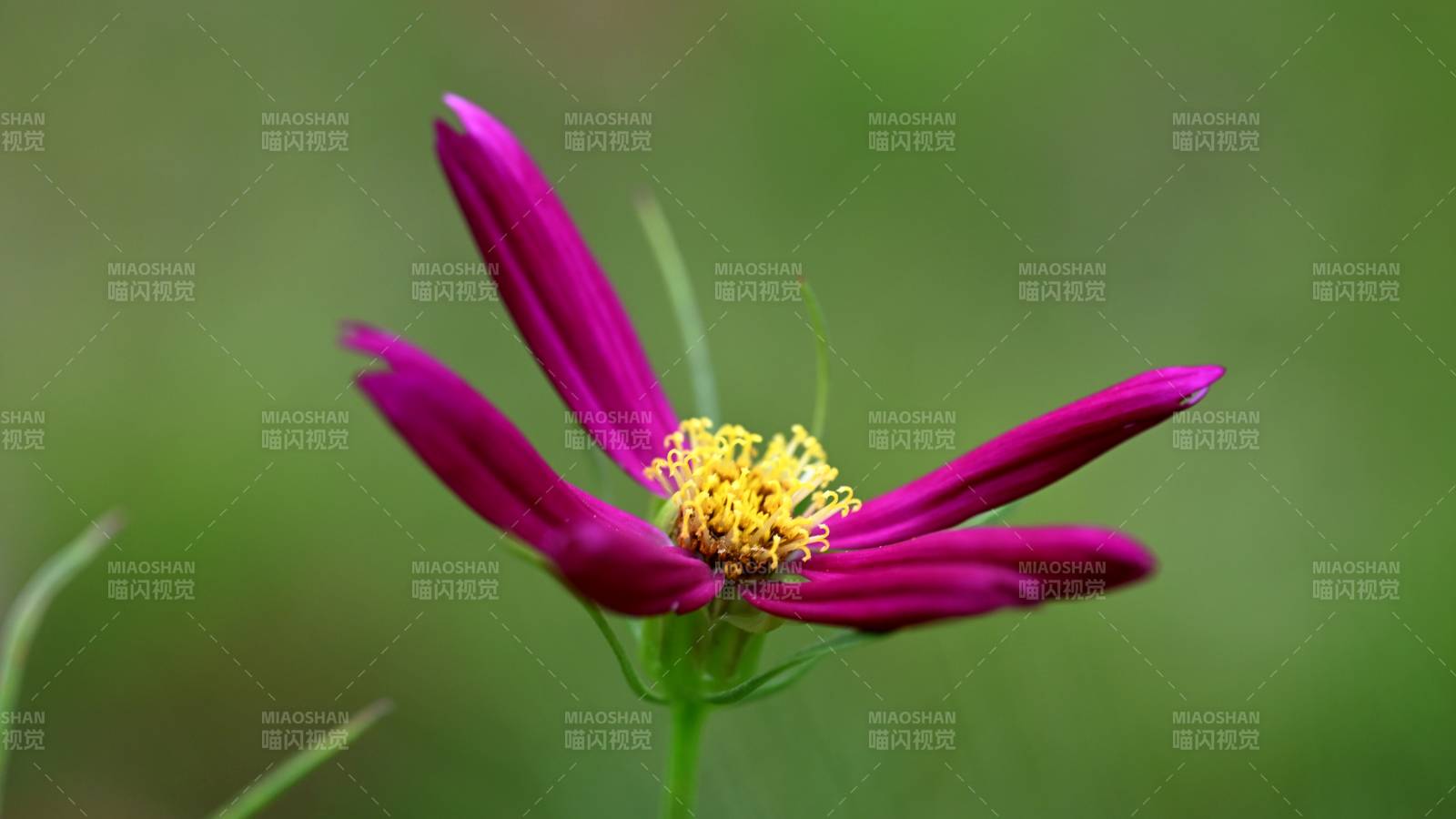 紫色花朵的美麗瞬間